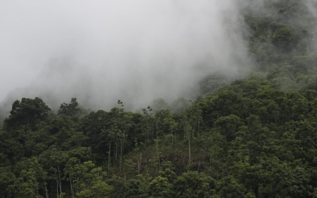 Los bosques de Kolijke