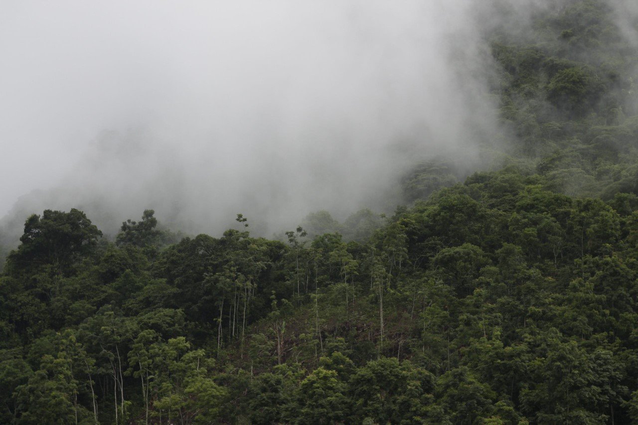 Los bosques de Kolijke