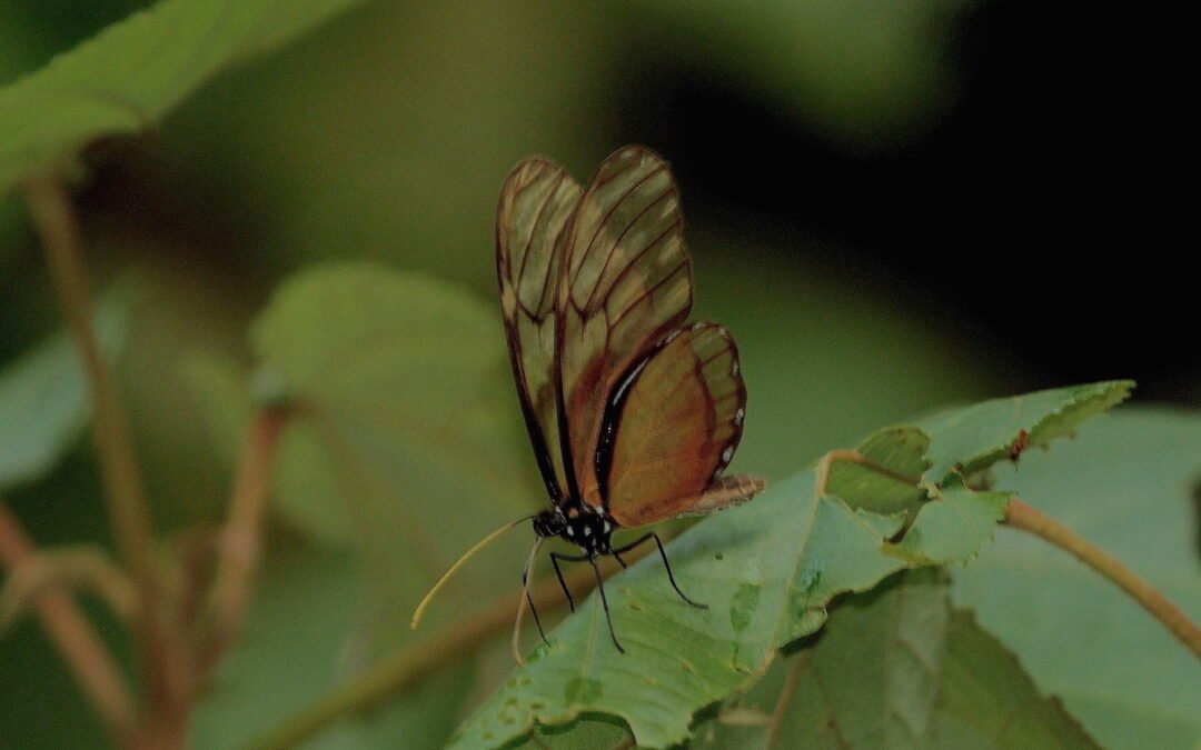 Mes de la mariposa en Kolijke: Un breve homenaje a Roberto de la Maza Elvira