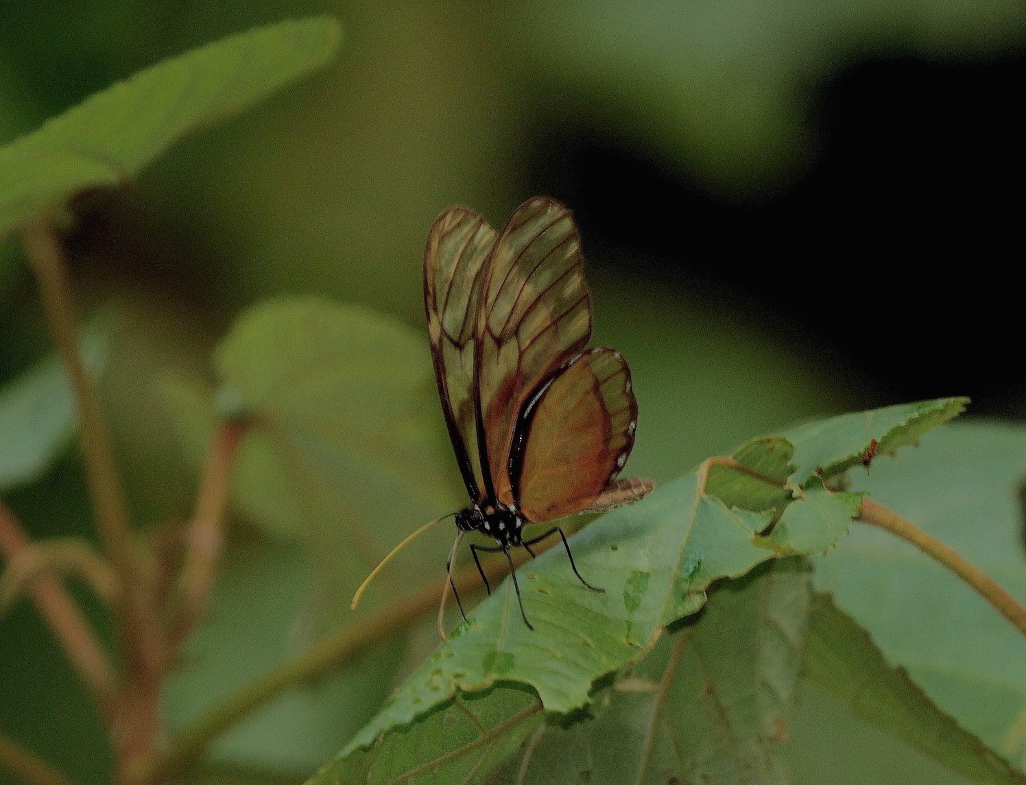 Mes de la mariposa en Kolijke: Un breve homenaje a Roberto de la Maza Elvira