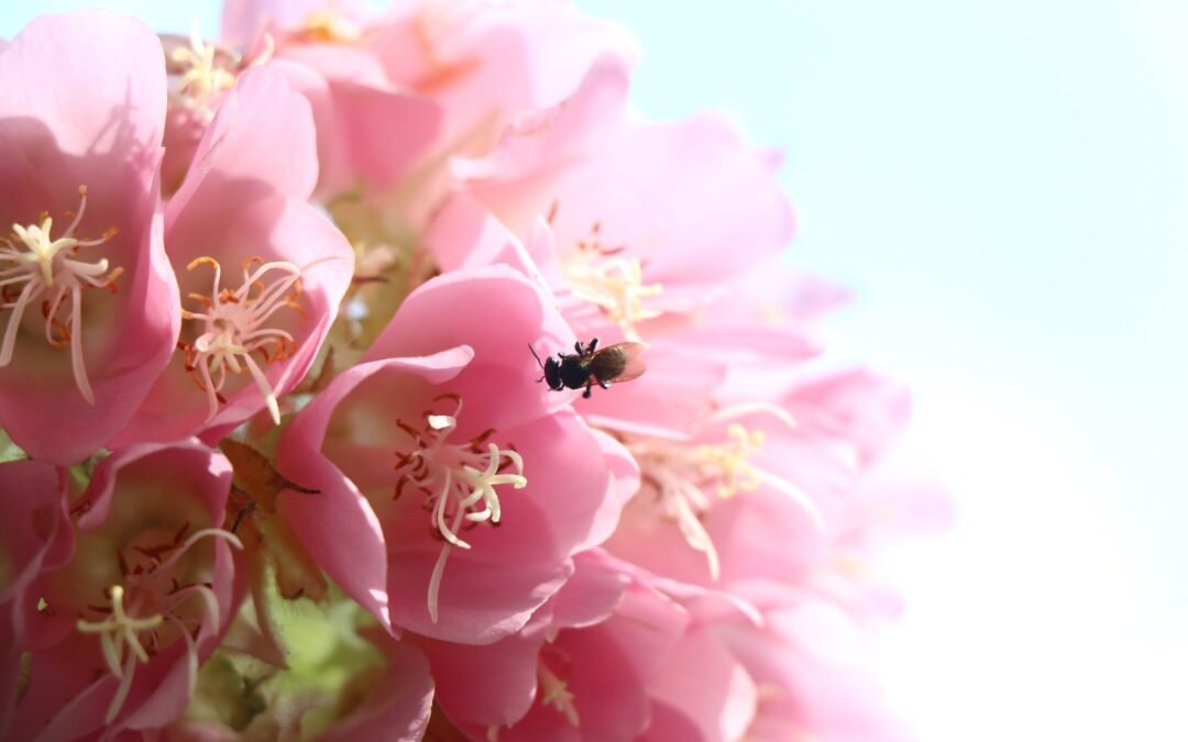 El lenguaje de las abejas nativas: una ventana hacia la resiliencia