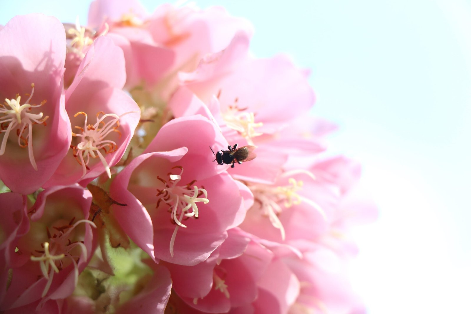 El lenguaje de las abejas nativas: una ventana hacia la resiliencia