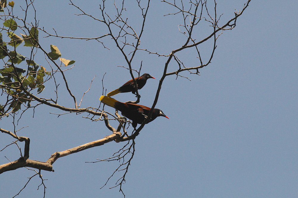 De sur a norte: un breve ensayo sobre las aves migratorias