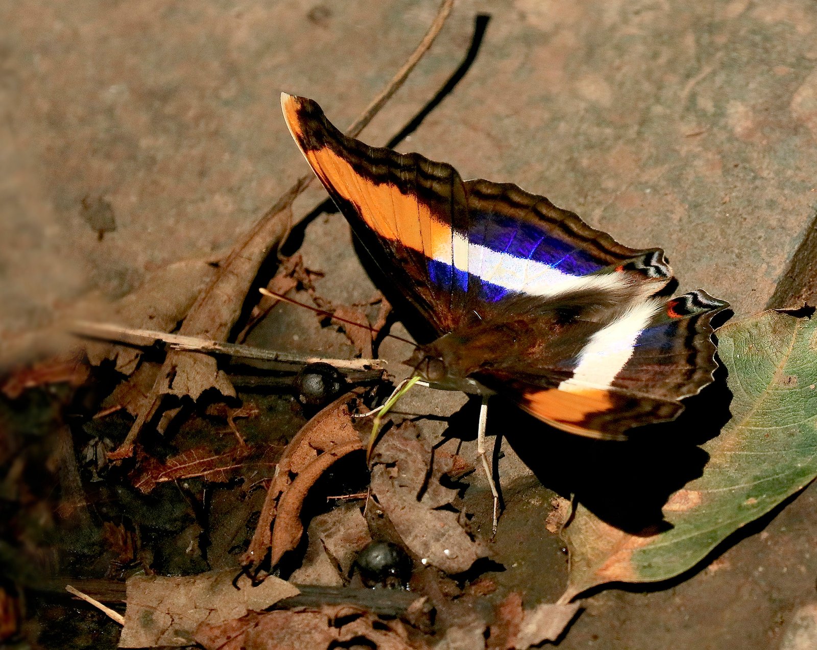 adelpha