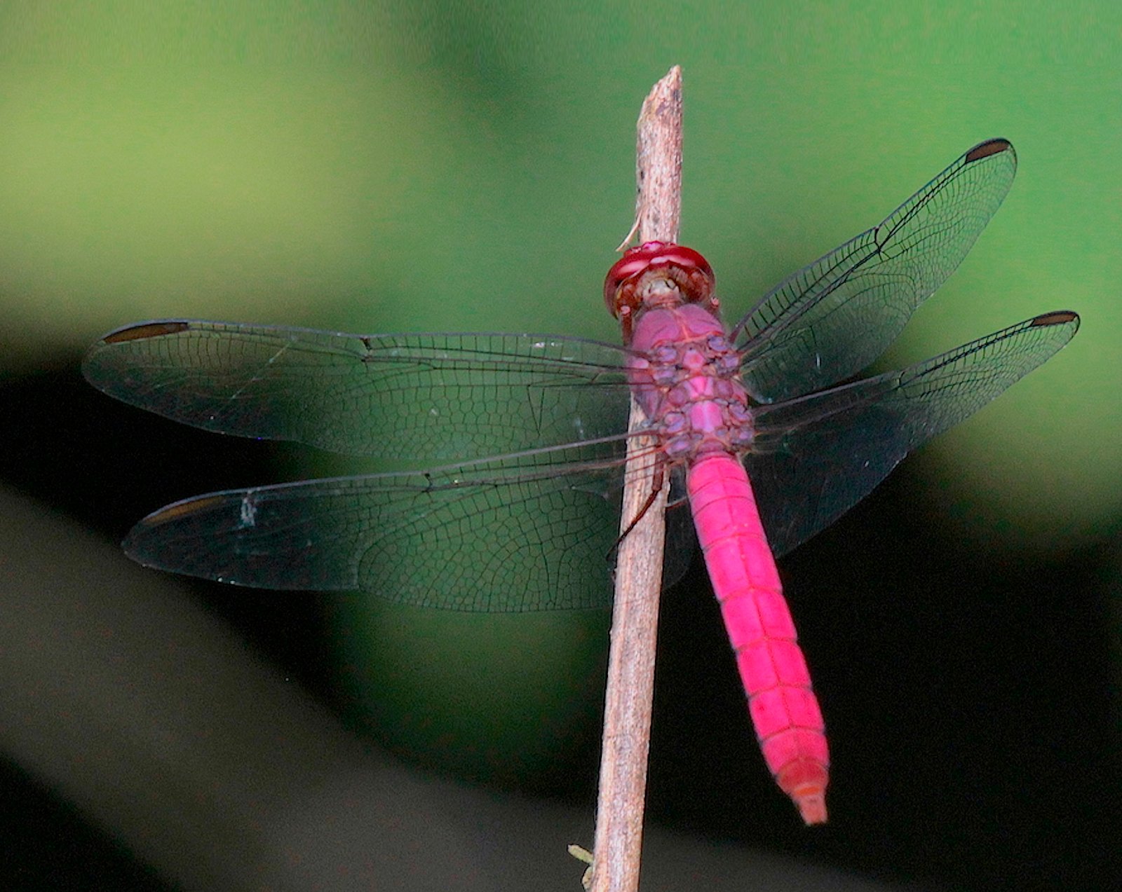 libelula_rosa