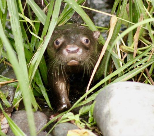 nutria1