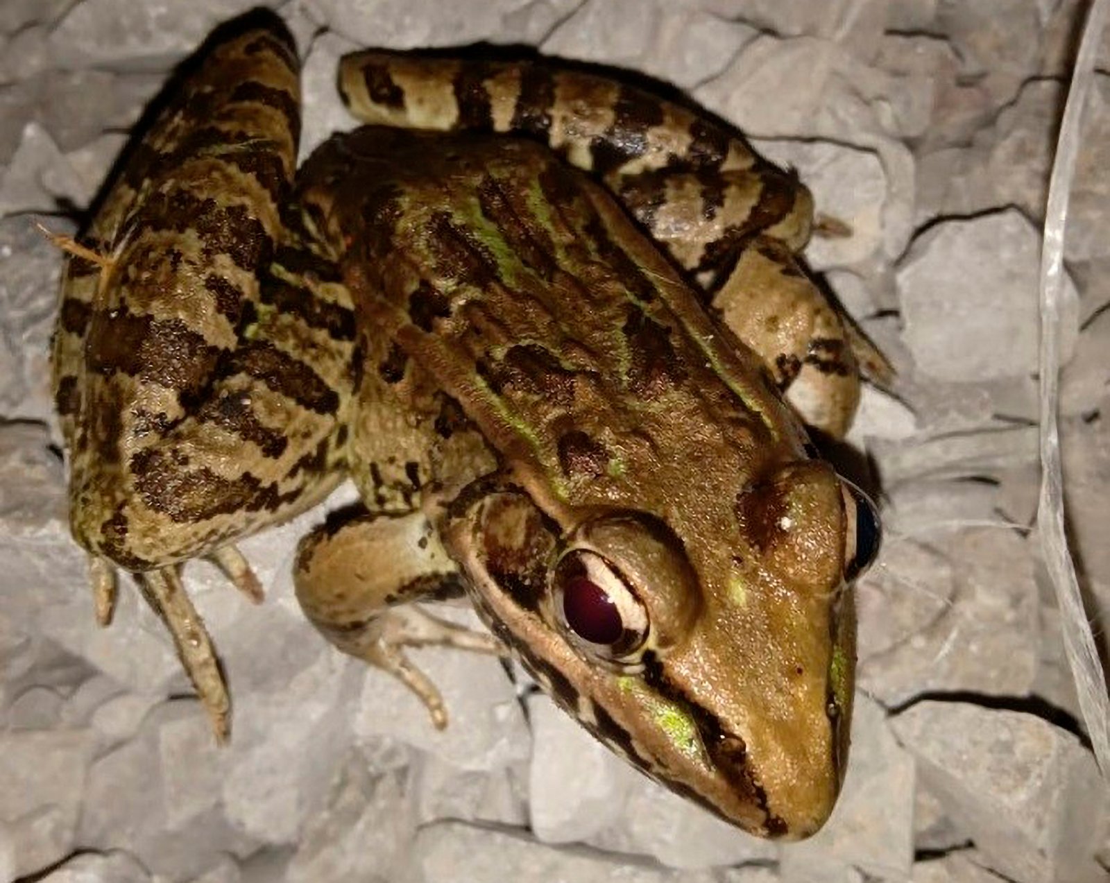 rana_pueb