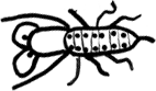 sembrador_der