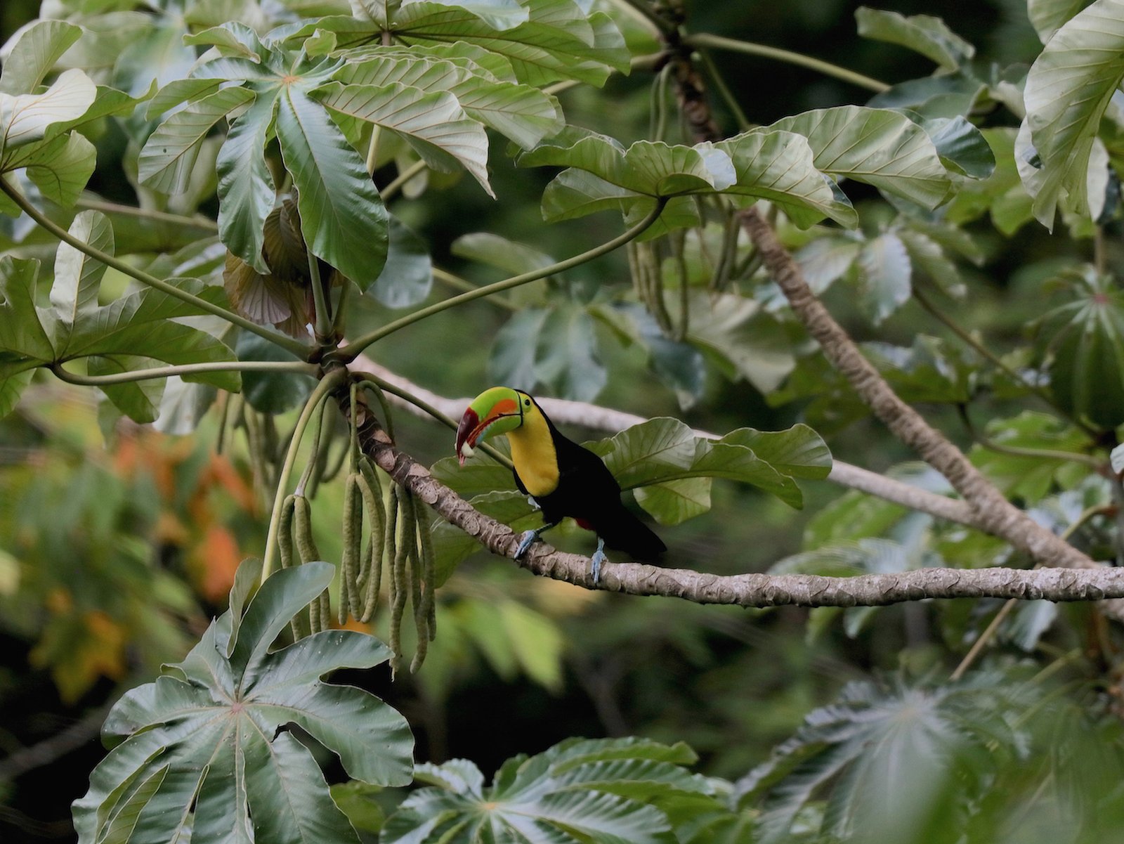 tucan1
